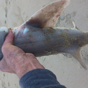 Image #10651 from GreatAnglers.com Image #10651 from GreatAnglers.com