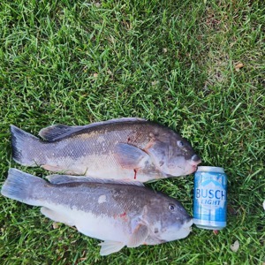 Image #10689 from GreatAnglers.com Image #10689 from GreatAnglers.com