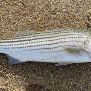 Image #10694 from GreatAnglers.com Image #10694 from GreatAnglers.com