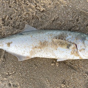Image #10696 from GreatAnglers.com Image #10696 from GreatAnglers.com