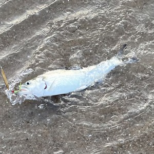 Image #10707 from GreatAnglers.com Image #10707 from GreatAnglers.com