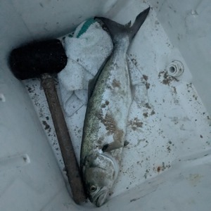 Image #10718 from GreatAnglers.com Image #10718 from GreatAnglers.com