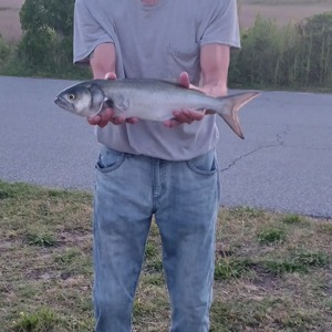 Image #10726 from GreatAnglers.com Image #10726 from GreatAnglers.com