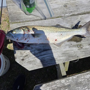 Image #10748 from GreatAnglers.com Image #10748 from GreatAnglers.com