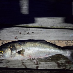 Image #10752 from GreatAnglers.com Image #10752 from GreatAnglers.com