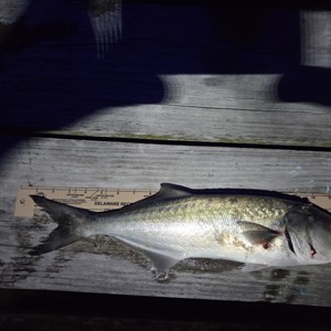 Image #10754 from GreatAnglers.com Image #10754 from GreatAnglers.com