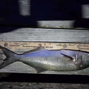 Image #10755 from GreatAnglers.com Image #10755 from GreatAnglers.com