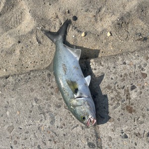 Image #10795 from GreatAnglers.com Image #10795 from GreatAnglers.com