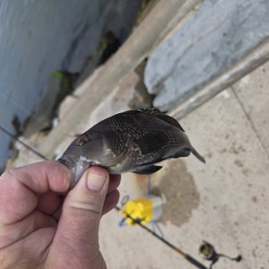 Image #10866 from GreatAnglers.com Image #10866 from GreatAnglers.com