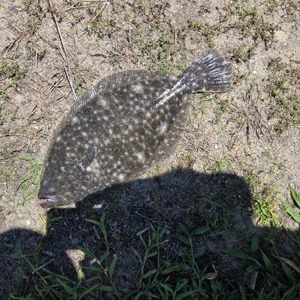 Image #10876 from GreatAnglers.com Image #10876 from GreatAnglers.com