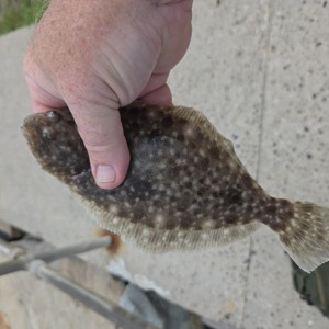 Image #10891 from GreatAnglers.com Image #10891 from GreatAnglers.com