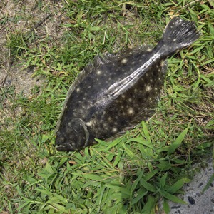 Image #10892 from GreatAnglers.com Image #10892 from GreatAnglers.com