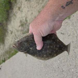Image #10895 from GreatAnglers.com Image #10895 from GreatAnglers.com
