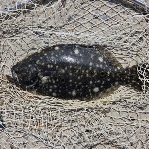 Image #10909 from GreatAnglers.com Image #10909 from GreatAnglers.com