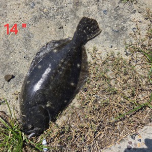 Image #10919 from GreatAnglers.com Image #10919 from GreatAnglers.com
