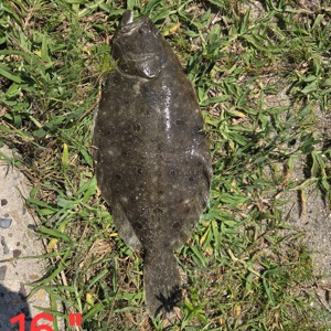 Image #10920 from GreatAnglers.com Image #10920 from GreatAnglers.com