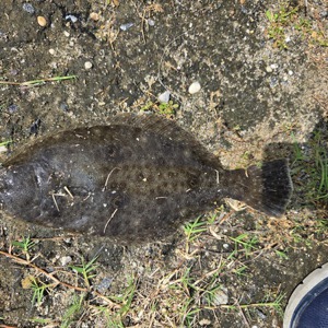 Image #10926 from GreatAnglers.com Image #10926 from GreatAnglers.com