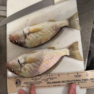 Image #10947 from GreatAnglers.com