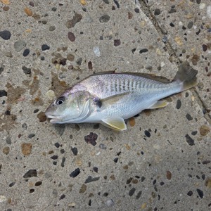 Image #10955 from GreatAnglers.com