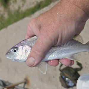 Image #10956 from GreatAnglers.com