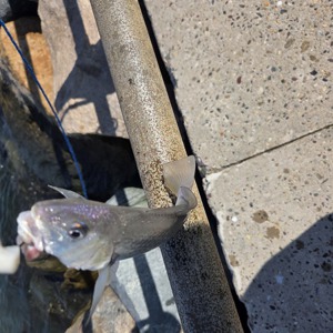 Image #10958 from GreatAnglers.com