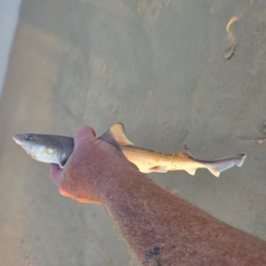 Image #10978 from GreatAnglers.com