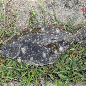 Image #10990 from GreatAnglers.com
