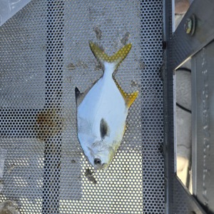 Image #11018 from GreatAnglers.com