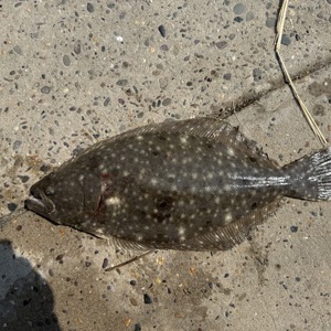 Image #11020 from GreatAnglers.com