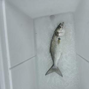 11021 2025-09-07-519