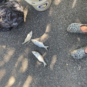 11028 2025-09-08-2265