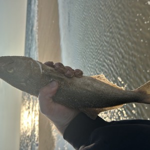 Image #11060 from GreatAnglers.com Image #11060 from GreatAnglers.com