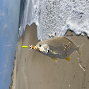 Image #11067 from GreatAnglers.com Image #11067 from GreatAnglers.com