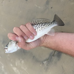 11076 2025-09-17-2265