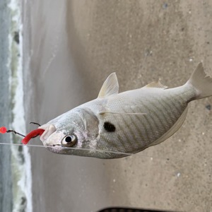 Image #11092 from GreatAnglers.com Image #11092 from GreatAnglers.com