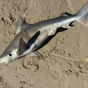 Image #11095 from GreatAnglers.com Image #11095 from GreatAnglers.com
