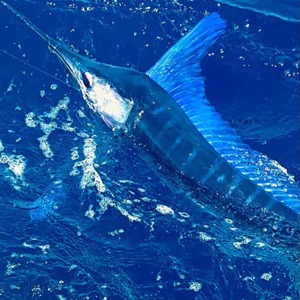 Image #11109 from GreatAnglers.com Image #11109 from GreatAnglers.com