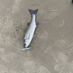 11137 2025-10-14-2265