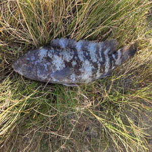 Image #11139 from GreatAnglers.com Image #11139 from GreatAnglers.com