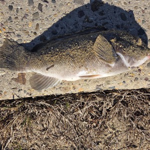 Image #11140 from GreatAnglers.com Image #11140 from GreatAnglers.com