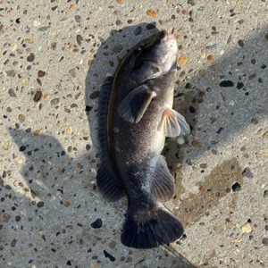 Image #11156 from GreatAnglers.com Image #11156 from GreatAnglers.com