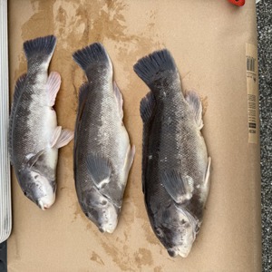 Image #11163 from GreatAnglers.com Image #11163 from GreatAnglers.com