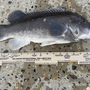 Image #11175 from GreatAnglers.com Image #11175 from GreatAnglers.com