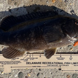 Image #11177 from GreatAnglers.com Image #11177 from GreatAnglers.com