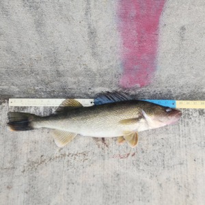 11184 2025-12-13-192