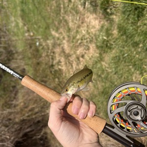 11238 2026-03-31-2159