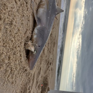 11277 2026-04-17-2159