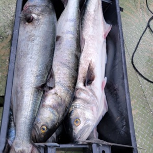 Image #11310 from GreatAnglers.com