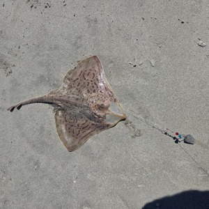 Image #11328 from GreatAnglers.com