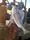 11339 Striped Bass 05/02/26 7:46am 11339 Striped Bass 05/02/26 7:46am